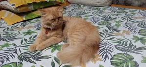 ৩-৬ মাসের পুরুষ খাঁটি পার্সিয়ান বিড়াল