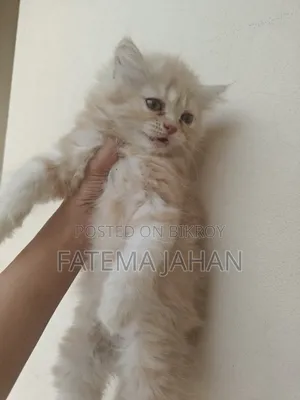 1-3 months Female Purebred Persian