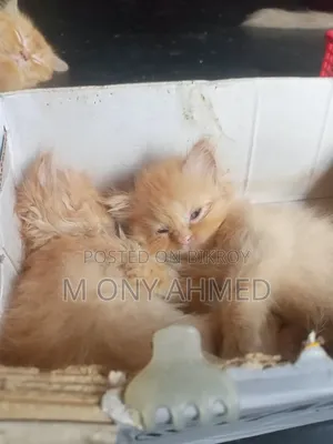 1-3 months Female Purebred Persian