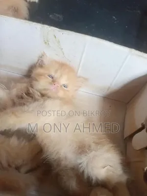 1-3 months Female Purebred Persian