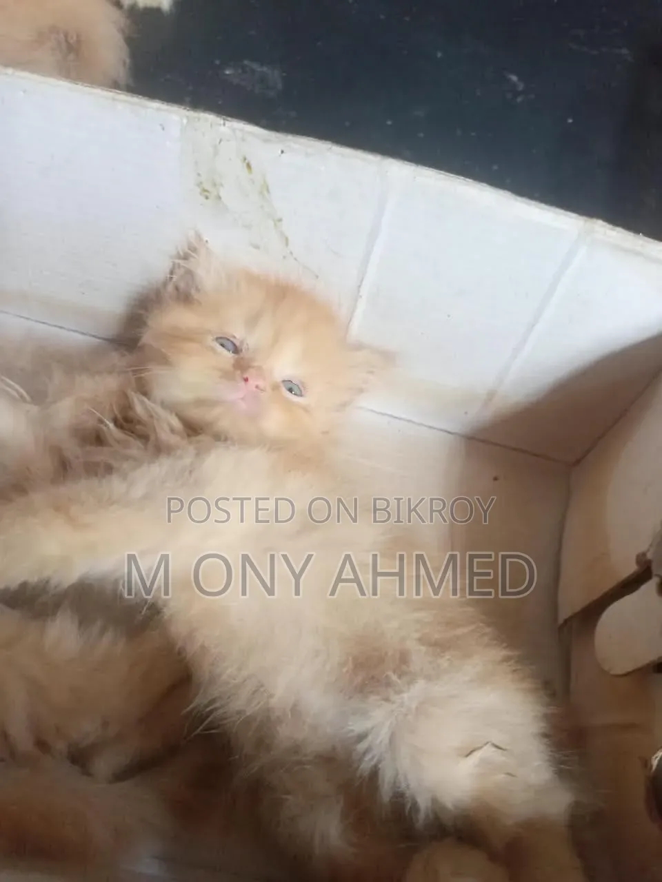 1-3 months Female Purebred Persian