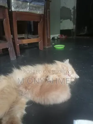 1-3 months Female Purebred Persian