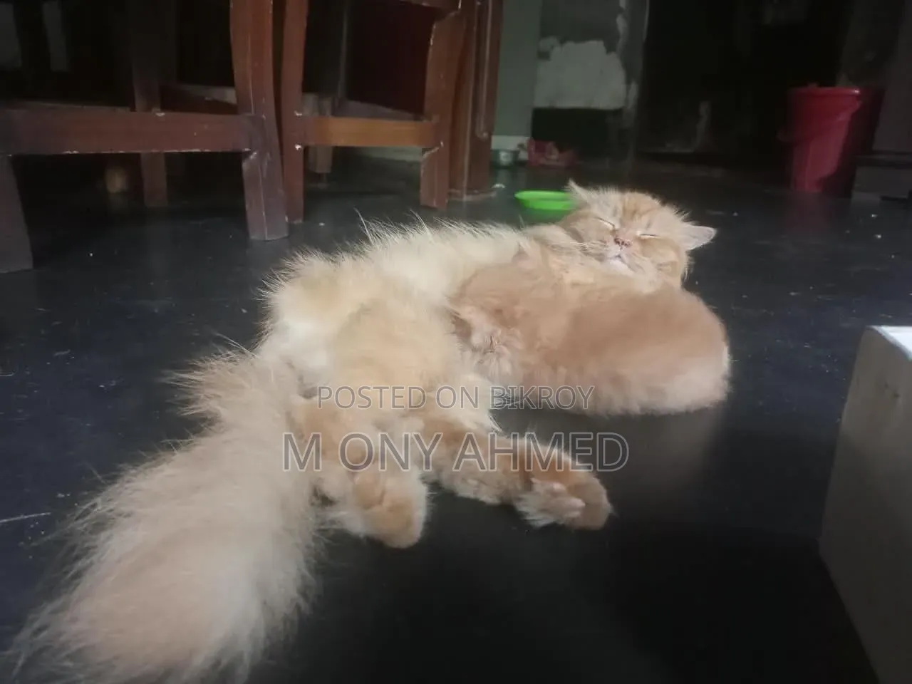 1-3 months Female Purebred Persian