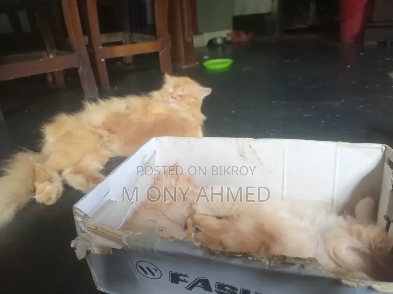1-3 months Female Purebred Persian