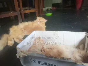 1-3 months Female Purebred Persian