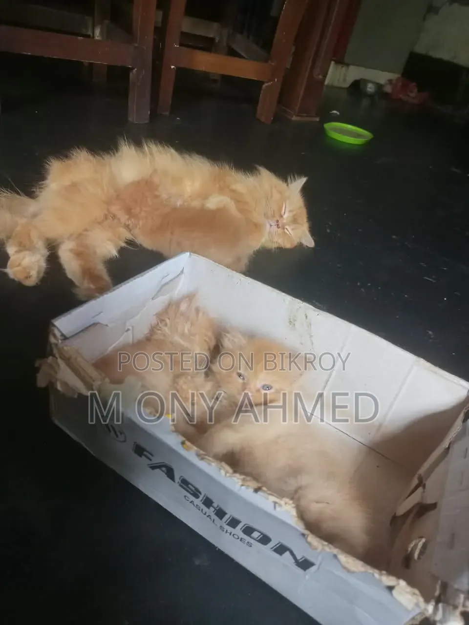 1-3 months Female Purebred Persian