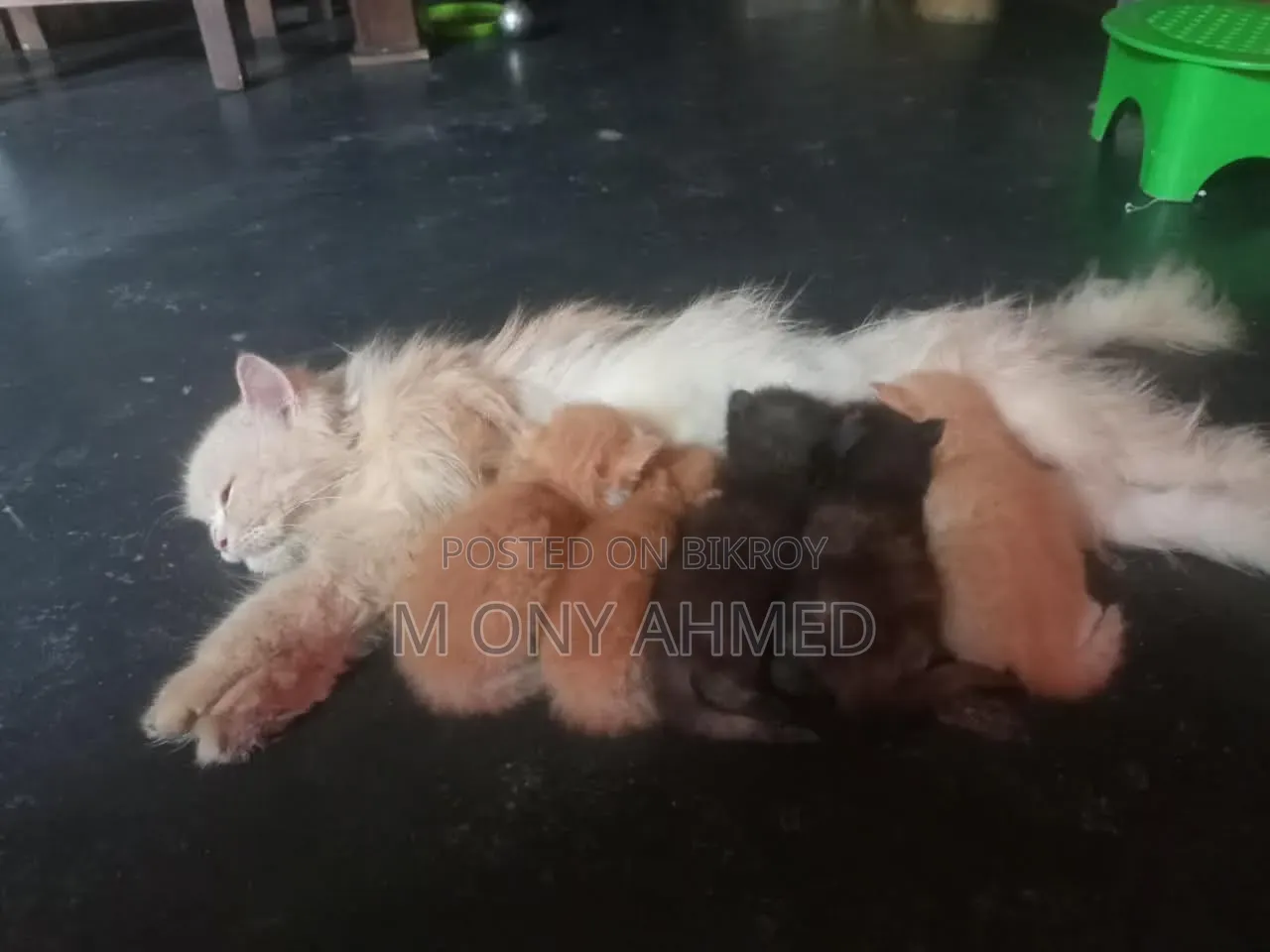 1-3 months Female Purebred Persian
