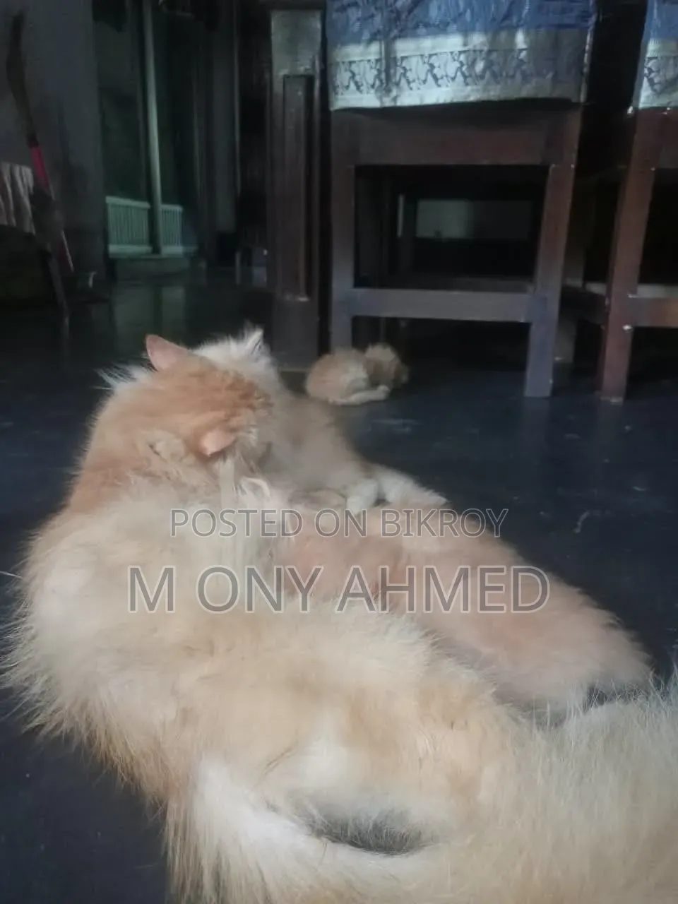 1-3 months Female Purebred Persian