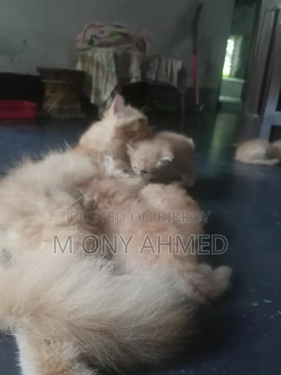 1-3 months Female Purebred Persian