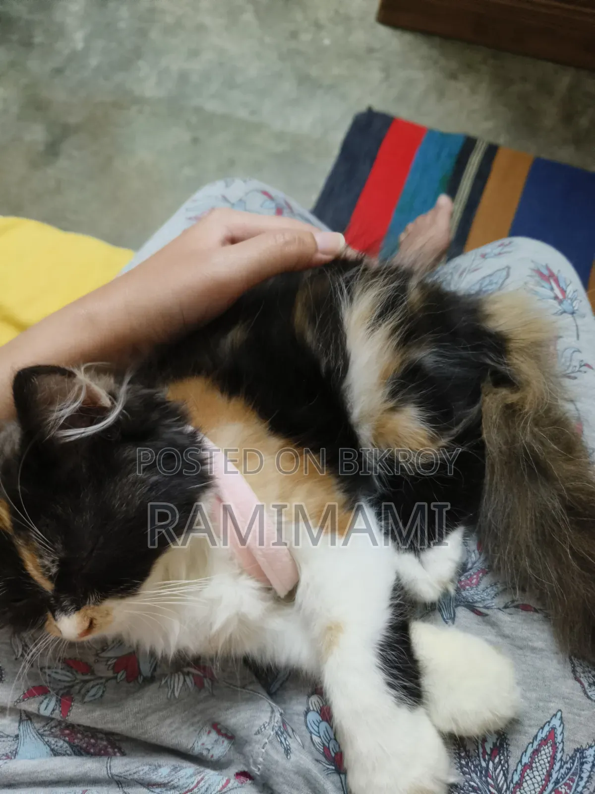 ৩-৬ মাসের ফিমেল পিওরব্রেড পার্সিয়ান বিড়াল