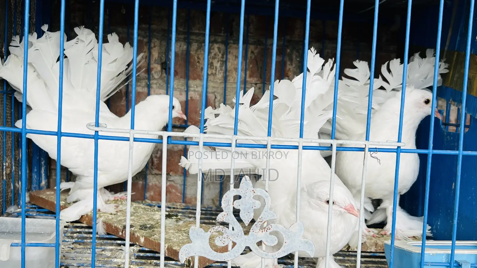 3 Pigeons