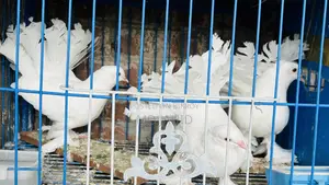 3 Pigeons