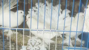 3 Pigeons