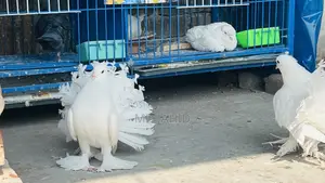 3 Pigeons