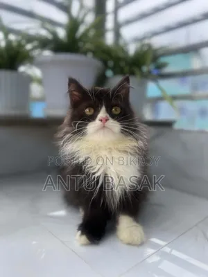 3-6 months Male Purebred Persian