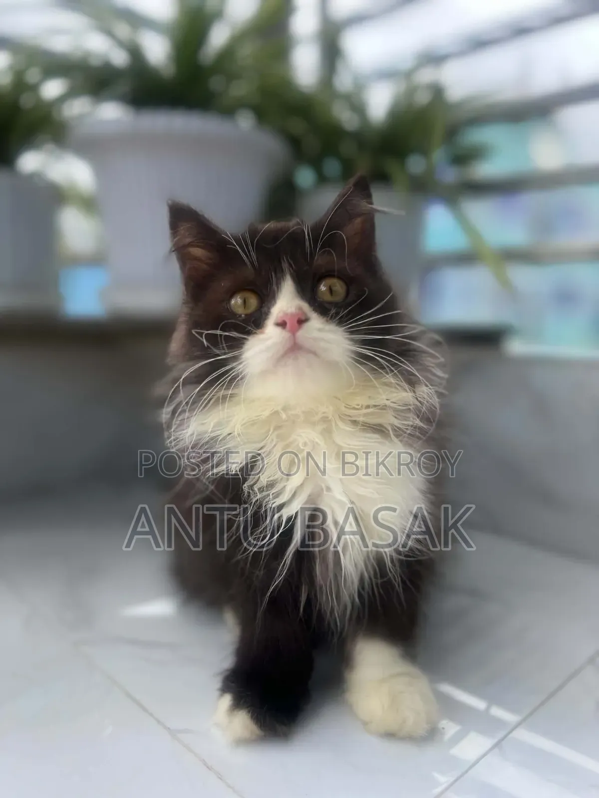 3-6 months Male Purebred Persian