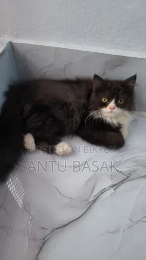 3-6 months Male Purebred Persian