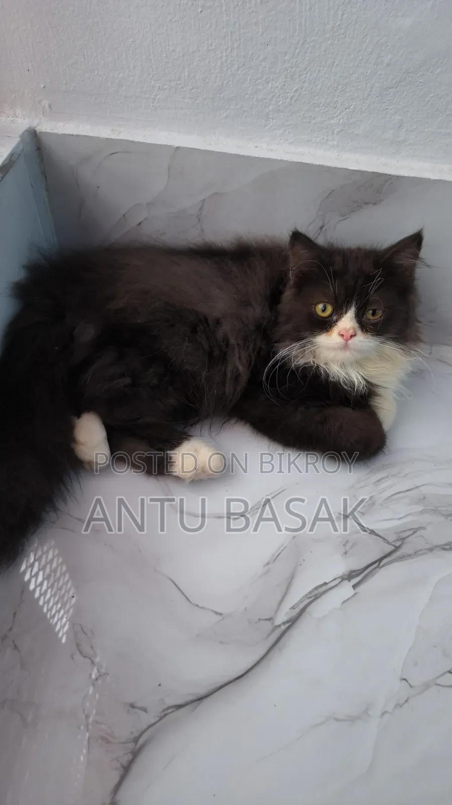 3-6 months Male Purebred Persian