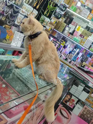 1+ year Male Purebred Persian