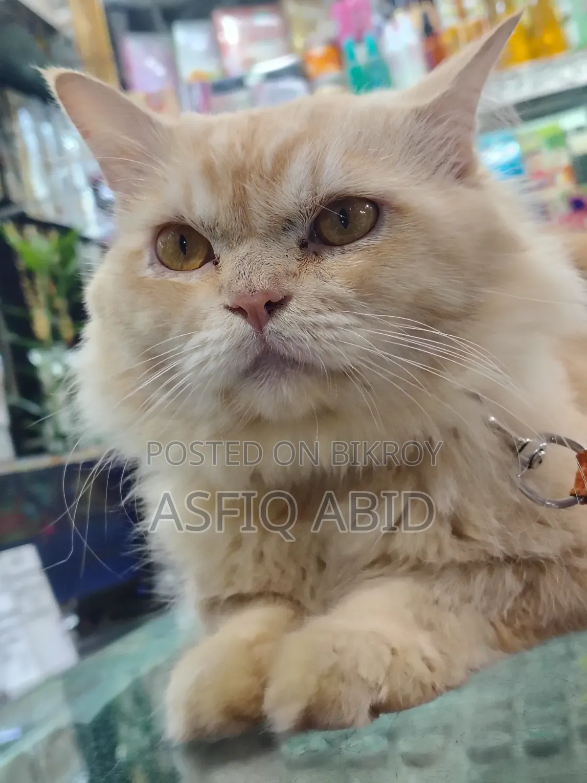 1+ year Male Purebred Persian