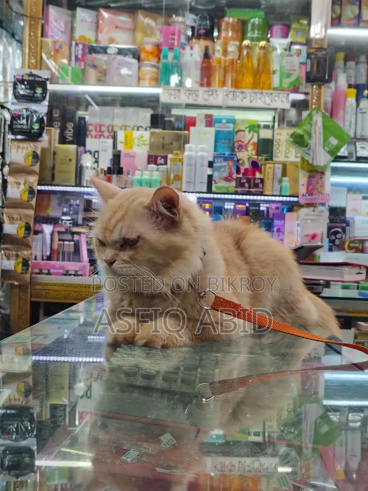 1+ year Male Purebred Persian