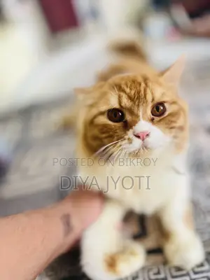 6-12 months Male Purebred Persian