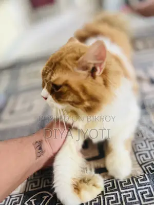 6-12 months Male Purebred Persian