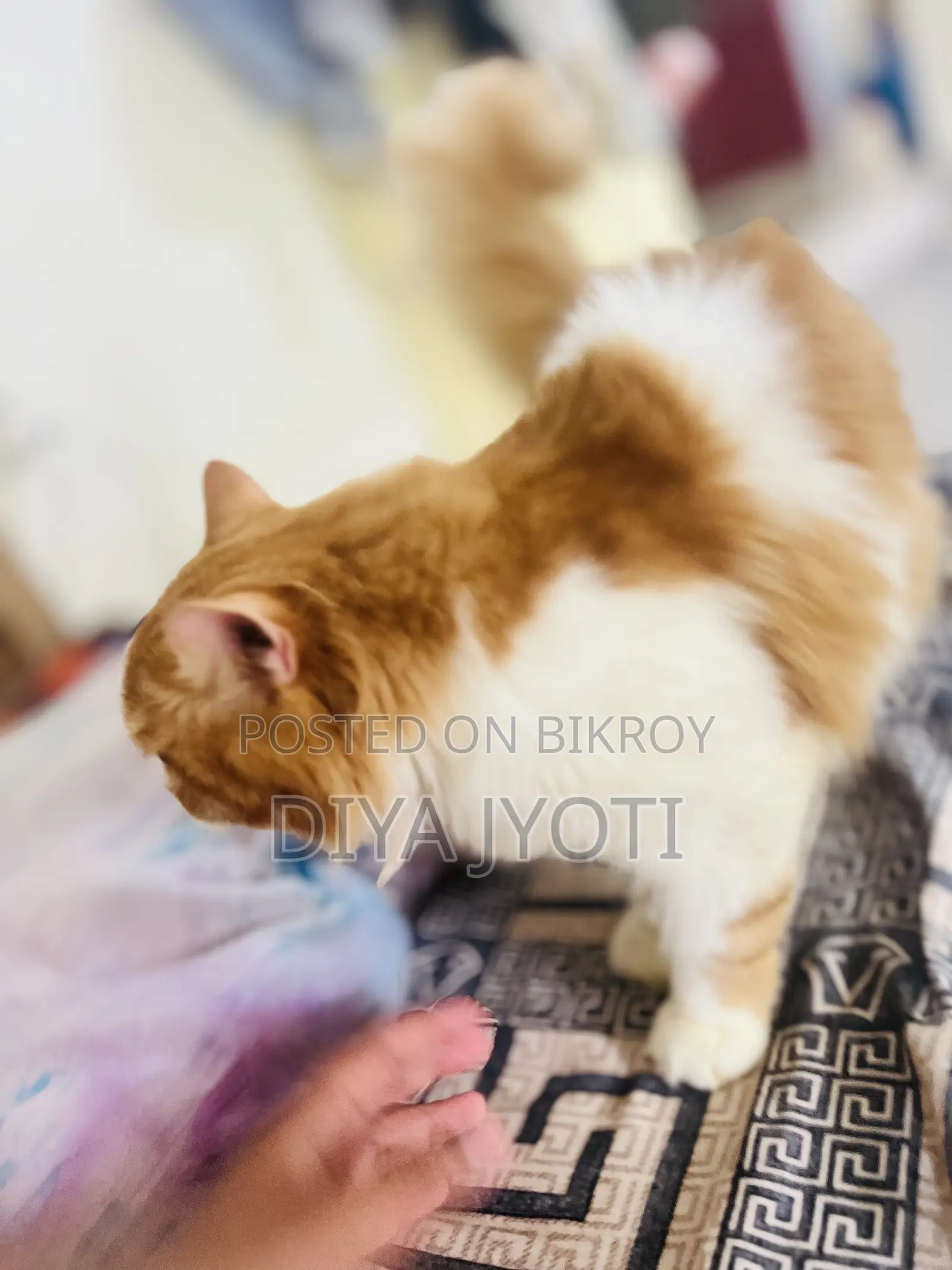 6-12 months Male Purebred Persian