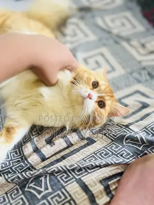 6-12 months Male Purebred Persian