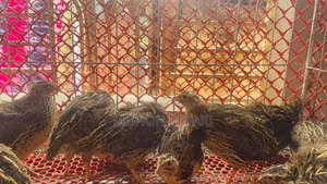 Quail bird and cage