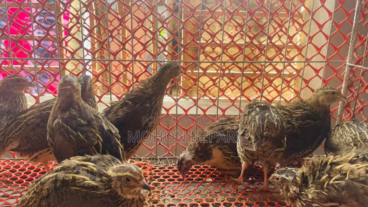 Quail bird and cage