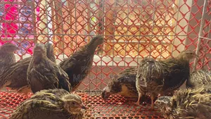 Quail bird and cage