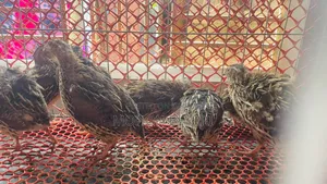 Quail bird and cage