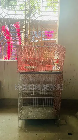 Quail bird and cage
