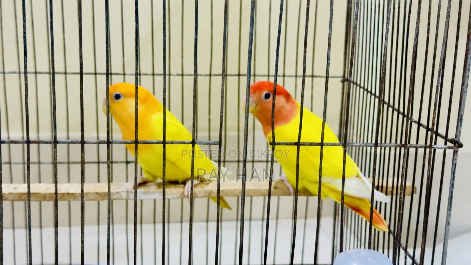 Lutino Red Head Opaline Love Bird