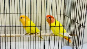 Lutino Red Head Opaline Love Bird