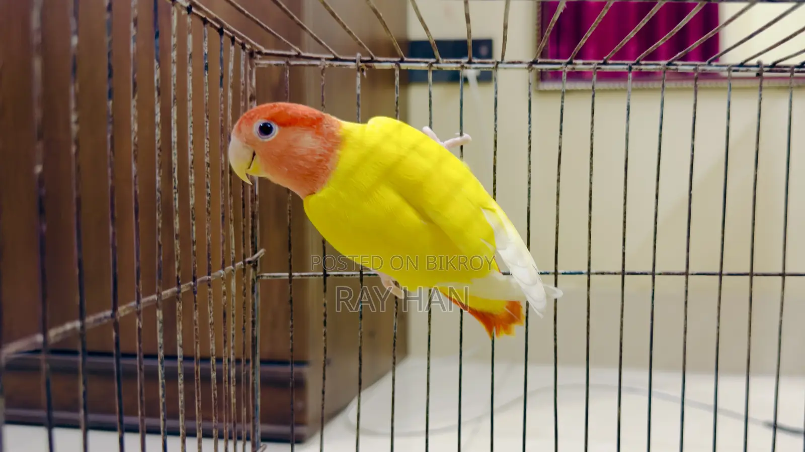 Lutino Red Head Opaline Love Bird