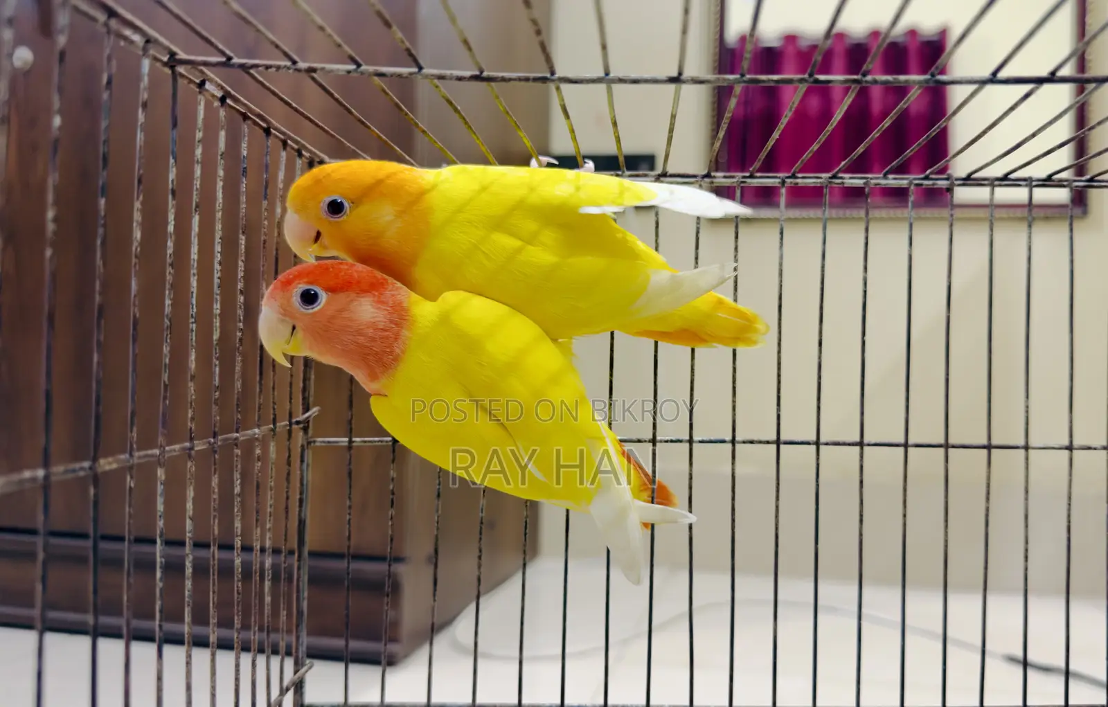 Lutino Red Head Opaline Love Bird