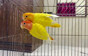 Lutino Red Head Opaline Love Bird