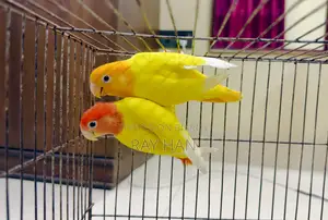 Lutino Red Head Opaline Love Bird