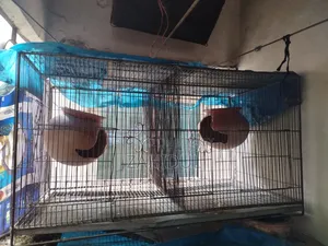 Bird Cage for Sale