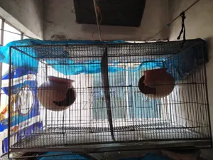 Bird Cage for Sale