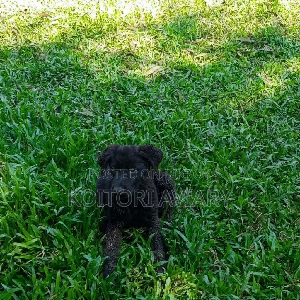 3-6 months Male Purebred German Shepherd