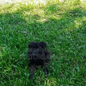 3-6 months Male Purebred German Shepherd
