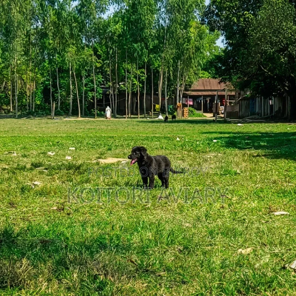3-6 months Male Purebred German Shepherd