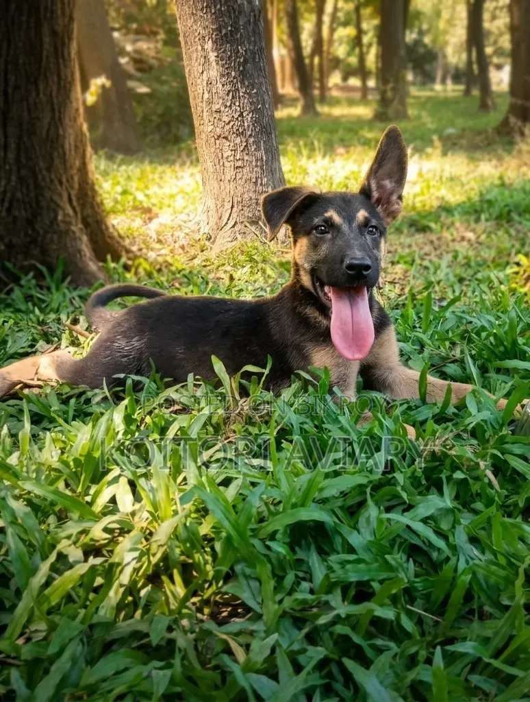 3-6 months Male Purebred German Shepherd