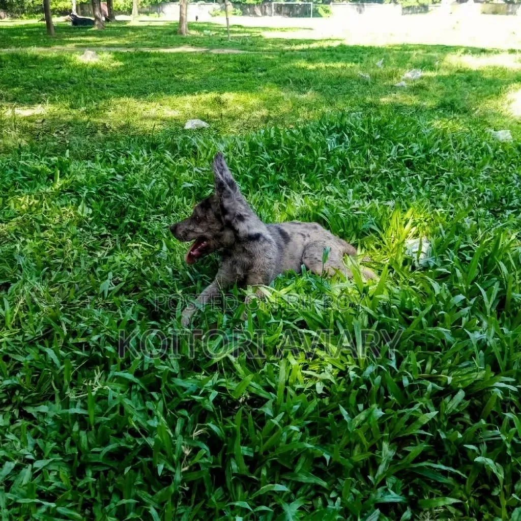 3-6 months Male Purebred German Shepherd