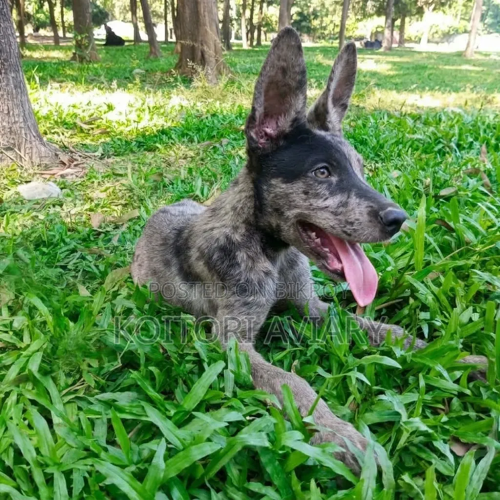3-6 months Male Purebred German Shepherd