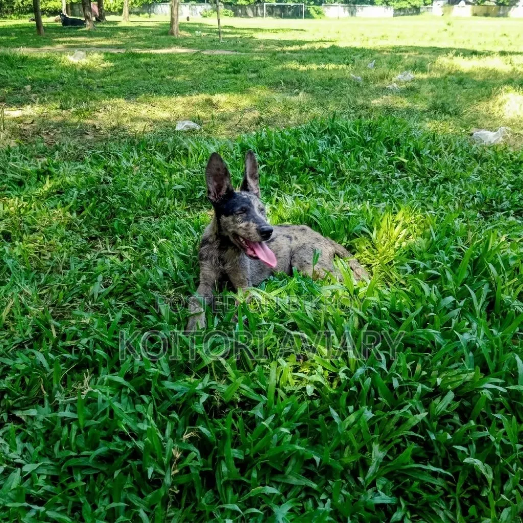 3-6 months Male Purebred German Shepherd