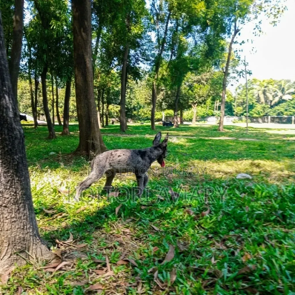 3-6 months Male Purebred German Shepherd